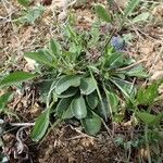 Globularia vulgaris Habitus