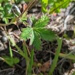 Potentilla gracilis Leaf