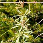 Galium anisophyllon Листок