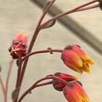 Echeveria purpusiorum Fleur