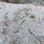 Eragrostis nigricans Habit