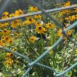 Rudbeckia fulgidaFlor