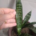 Dracaena hyacinthoides Folha