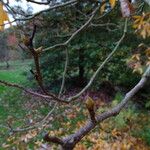 Carya glabra Ŝelo