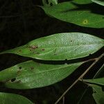 Nectandra cuspidata Лист