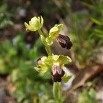 Ophrys lupercalis Mosusu
