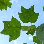 Liriodendron chinense Leaf