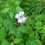 Geranium nodosum Квітка