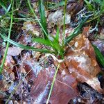 Carex ornithopoda Folha