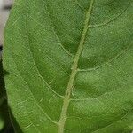 Asclepias variegata Leaf