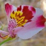 Alstroemeria pulchra