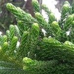 Araucaria laubenfelsii पत्ता