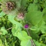 Arctium lappaLorea