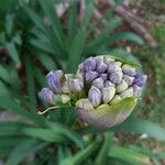 Agapanthus africanus फूल