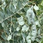 Acacia podalyriifolia autre