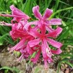 Nerine undulata Flower