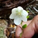 Luzuriaga parviflora Flower