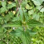 Urtica dioica Leaf