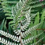 Polystichum × wirtgenii