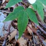 Anemonoides trifolia Leaf