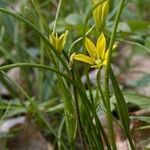 Gagea spathacea 整株植物