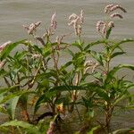 Persicaria senegalensis Habit