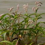 Persicaria senegalensis Hábito