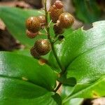 Maianthemum canadense Fruto