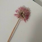 Allium acutiflorum Blüte