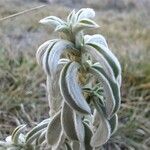 Mercurialis tomentosa Leaf