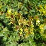 Potentilla valderia Flower