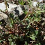 Cardamine resedifolia Lapas