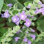 Scutellaria ovata Flower