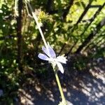 Cichorium intybus Цветок