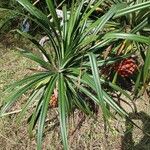 Pandanus odorifer 葉