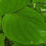 Cornus rugosa Blatt