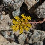 Petrosedum montanum Kukka