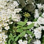 Spiraea cantoniensis Blatt