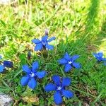 Gentiana verna花