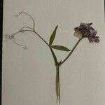Lathyrus sylvestris Цветок