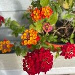 Lantana camaraBlodyn