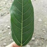 Ficus racemosa Leaf