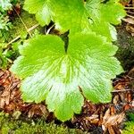 Ranunculus cortusifolius Leaf