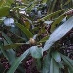 Rhododendron arboreum Листок