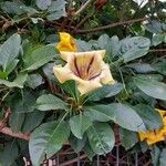 Solandra maxima Flor