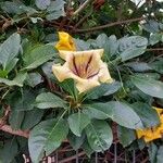 Solandra maxima Flower