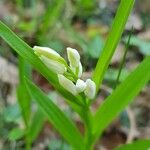 Cephalanthera longifolia Floare