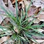 Carex sylvatica Blatt