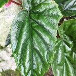 Begonia incarnata Φύλλο