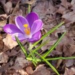 Crocus neapolitanus Flors